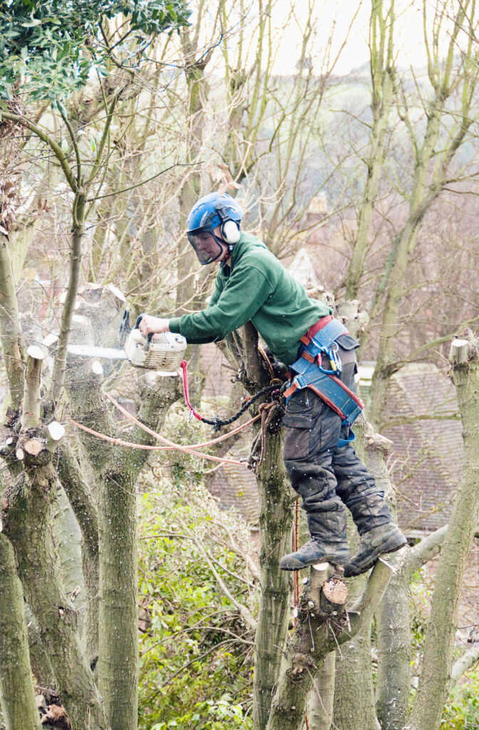 Westminster co tree removal