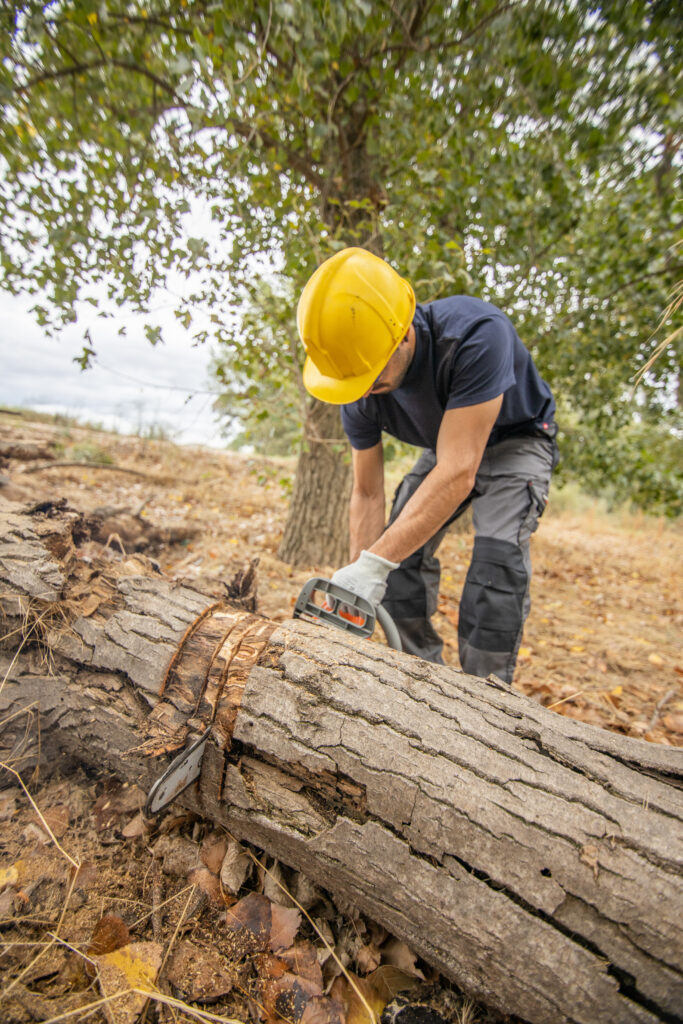 tree removal in Westminster co