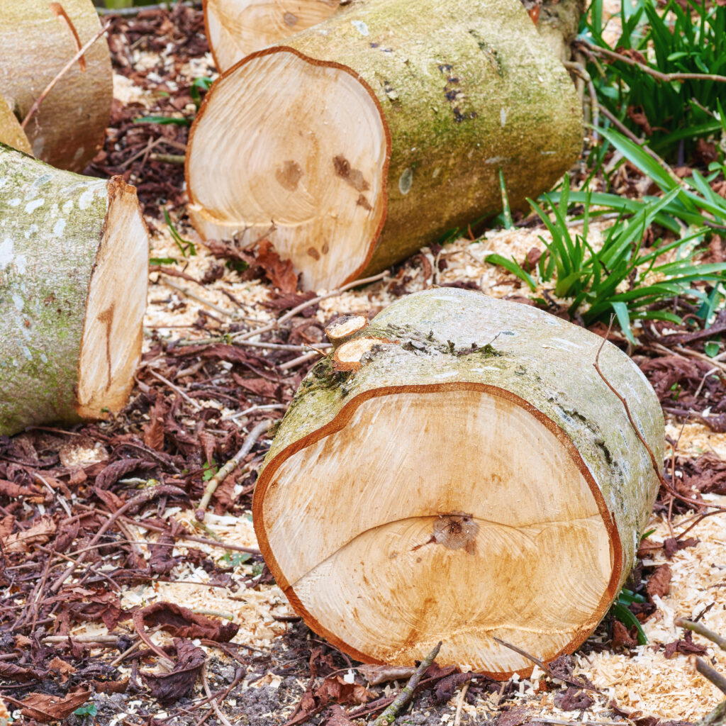 tree removal westminster co