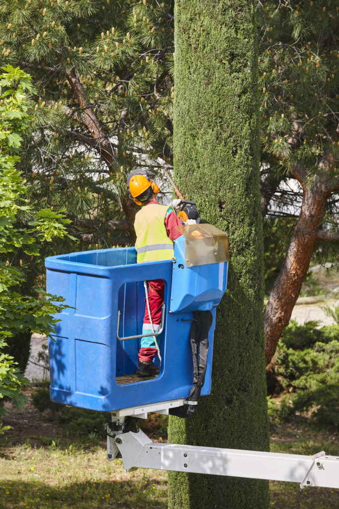 tree trimming westminster co