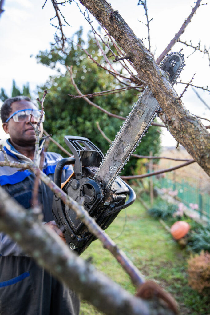 westminster co tree service